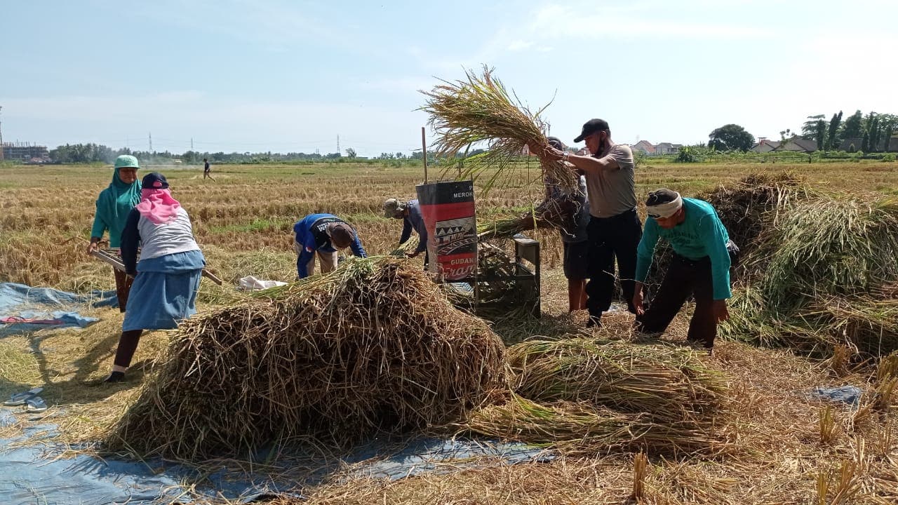 Panen Raya Padi di Desa Sukamaju Berhasil Melimpah